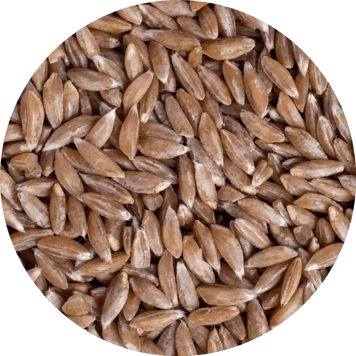 Fresh Khapli Atta